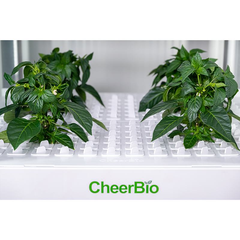 New   Intelligent Planting Sys - Hydroponic Kit ulasan dan harga