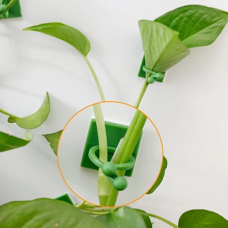 Self‑Adhesive Plant Climbing W - Indoor Herb Garden ulasan dan harga