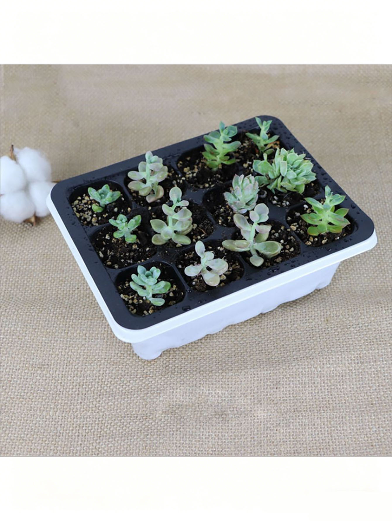 1/2pc 6/12-Hole Seedling Tray, - Seed Starter Tray ulasan dan harga