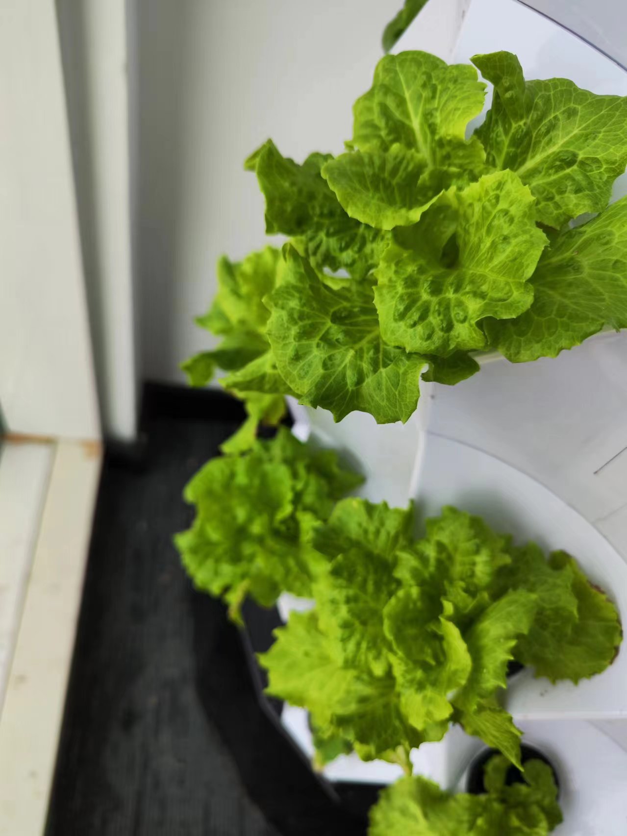 Farm Auto Irrigation Drip Kit  - Hydroponic Kit ulasan dan harga